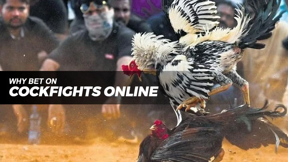 Why bet on cockfights online? | Online Sabong