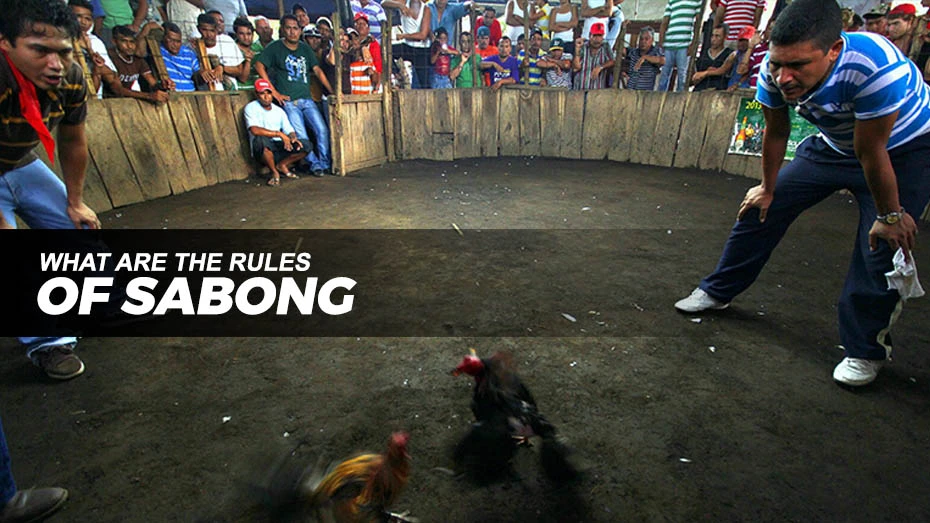 What are the rules of Sabong | Online Sabong
