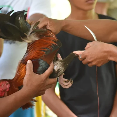 How Does Online Sabong Work? Secrets You Never Knew | Nustabet Gaming