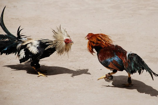 Watch Online Sabong Live in the Philippines | Nustabet Gaming