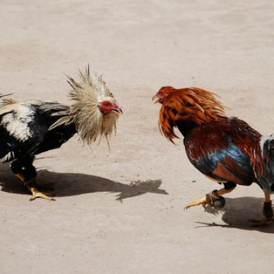 Watch Online Sabong Live in the Philippines | Nustabet Gaming