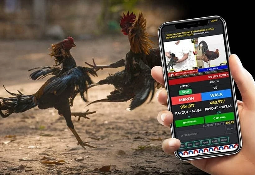 Online Sabong Live Betting Strategies and Tips | Nustabet Gaming