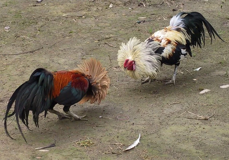 The Rise of E-Sabong: How NUSTABET Is Shaping Digital Cockfighting