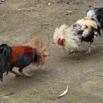 The Rise of E-Sabong: How NUSTABET Is Shaping Digital Cockfighting