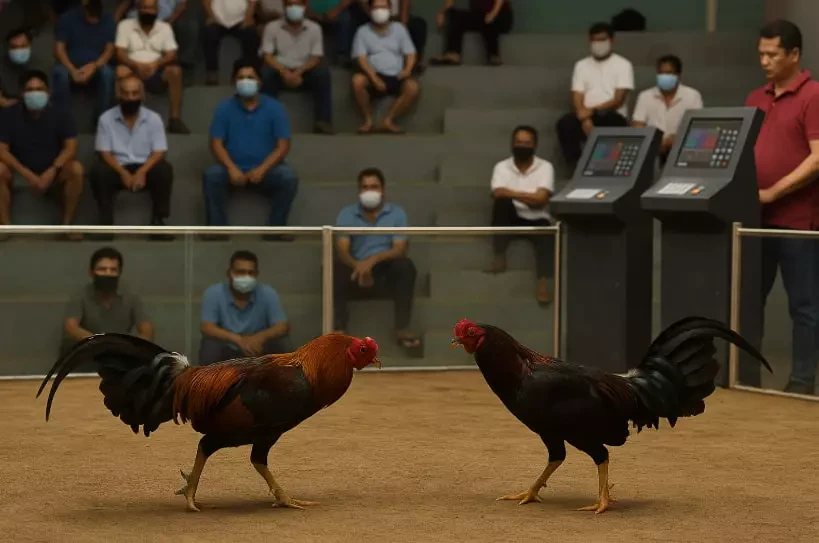 Bacolod City Blocks Forced Machine Betting in Sabong Arenas