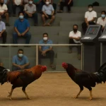 Bacolod City Blocks Forced Machine Betting in Sabong Arenas